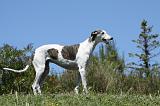 GREYHOUND 143